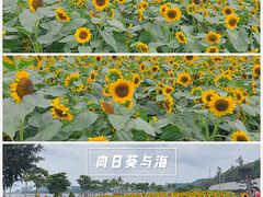 -野狸岛