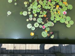 -羊亭河湿地公园