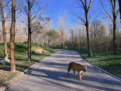 -北京野生动物园