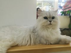 -李小姐の猫咖啡馆(五角场店)