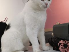 -喵园·猫主题咖啡厅·撸猫·猫咖(国贸店)