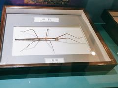 -上海昆虫博物馆
