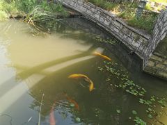 -观唐（国际）度假村温泉