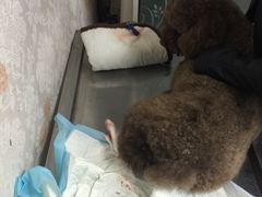 -艾咪宠物店(长宁支路店)