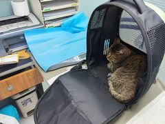 -纳吉亚猫专科动物诊疗中心(蒋宅口分院)