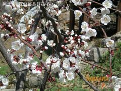 梨花-北京水岸山吧度假村(雁栖镇店)