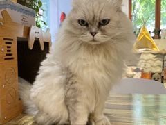 猫猫-小时光咖啡馆(北锣鼓巷店)