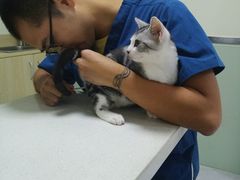 -乐派堂宠物医院·猫友好· 心脏科(东街店)