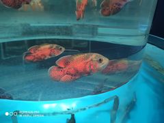 -海合安武汉极地海洋公园