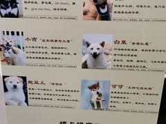 -柴迷FANS CLUB·柴犬狗咖·猫咖