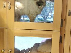 -多卡布奇宠物生活馆(上林世家店)