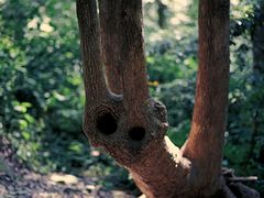 -上海佘山国家森林公园天马山园