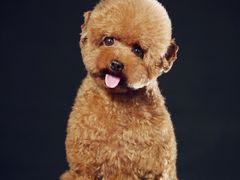 -超宠爱宠物摄影-Super pet