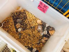 -溪岸路花鸟市场