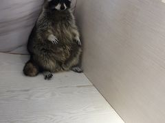 -浣熊柯尔鸭土拨鼠·电玩咖