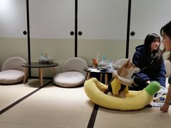 -逗柴咖啡屋·狗咖猫咖宠物桌游