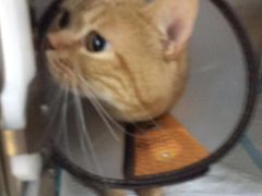 -惠康宠物医院(华能路店)