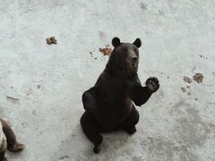 -哈尔滨北方森林动物园