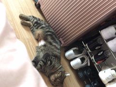 -圣宠动物医院·犬猫专科·影像中心·外科中心