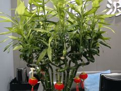 -田凤波推拿.按摩养生(幸福店)