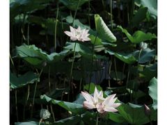 -荔湾湖公园