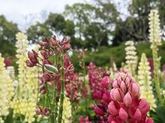 -春花秋色城市公园