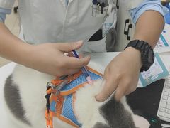 -瑞派动物医院·猫专科·至诚(江南中分院)