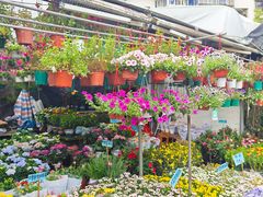 -桂林市花鸟市场