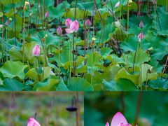 -福建鲤鱼洲酒店