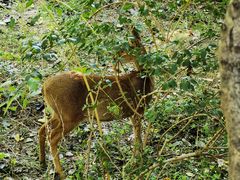 -北京麋鹿生态实验中心
