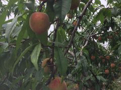 -西山樟坞健康果园枇杷杨梅采摘