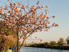-高东镇樱花园