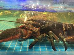 -驻海渔市(置信店)