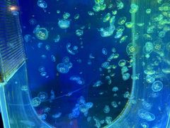 -太奥幻太奇海洋馆