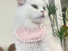 -共舞时光猫咖·狗咖(新街口店)