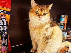 -逗柴咖啡屋·狗咖猫咖宠物桌游