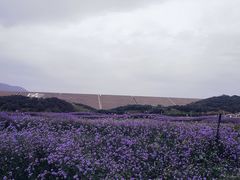 -光明小镇欢乐田园