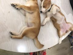 -浣熊柯尔鸭土拨鼠·电玩咖