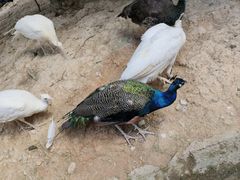 -泉州海丝野生动物世界