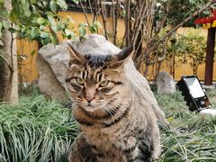 -龙华素斋(龙华路店)