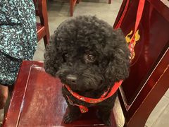 -老来福·非遗酸汤兔(凯旋路店)