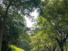 -王借岗森林公园