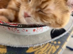 -平行世界·猫咖(首经贸店)