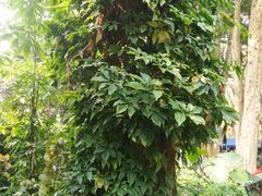 -中国科学院西双版纳热带植物园