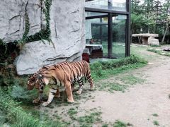 -上海野生动物园老虎餐厅