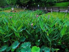 -沐仙湖湿地公园
