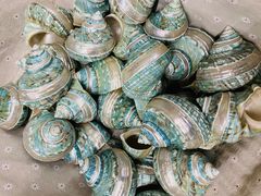 -青岛贝壳博物馆