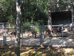 -合肥野生动物园