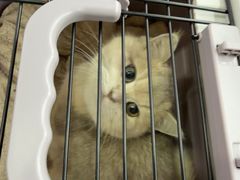 -pd派德宠物中心医院24H急重症·眼科中心·血液透析中心(嵩山北路店)