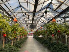 -南宫五洲植物乐园